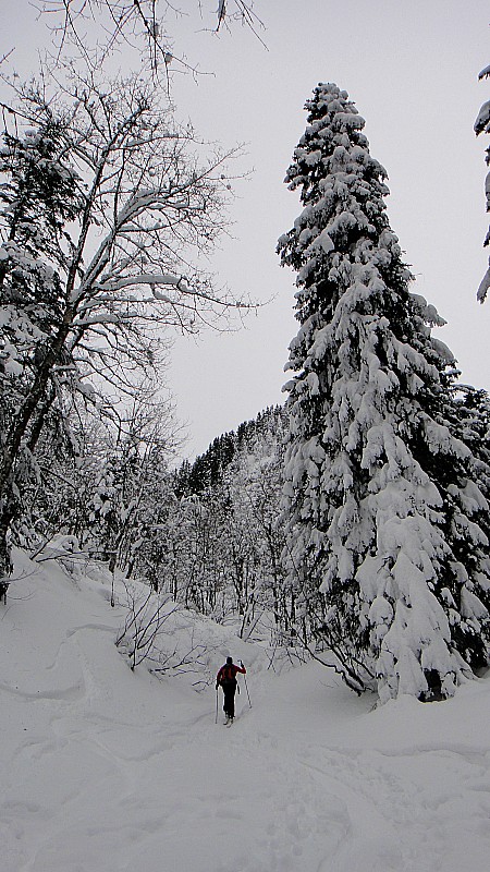 Forêt : ça monte..