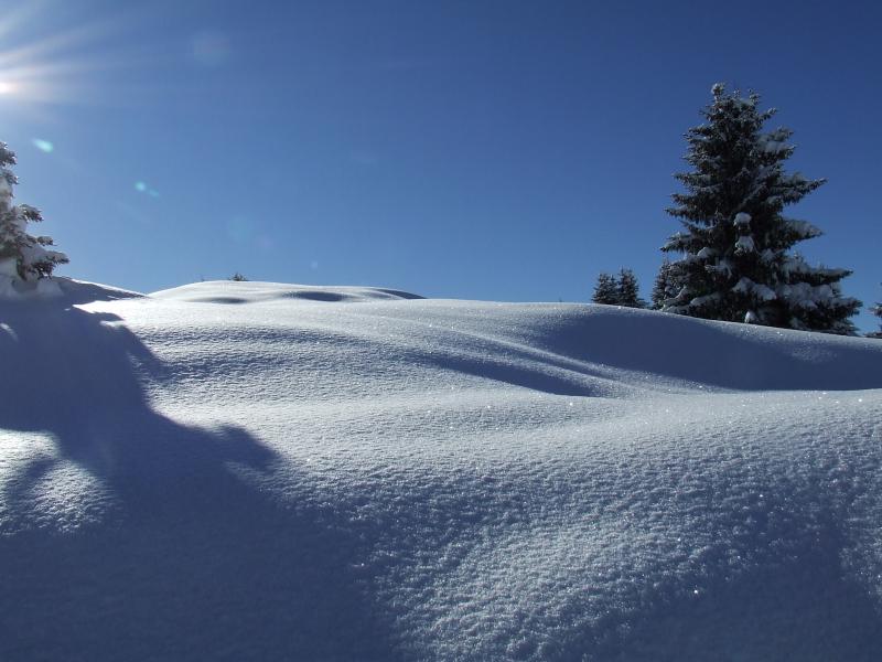 Petit croisse baulet : blanc comme neige