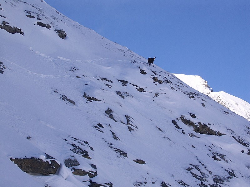 chamois : pas farouche