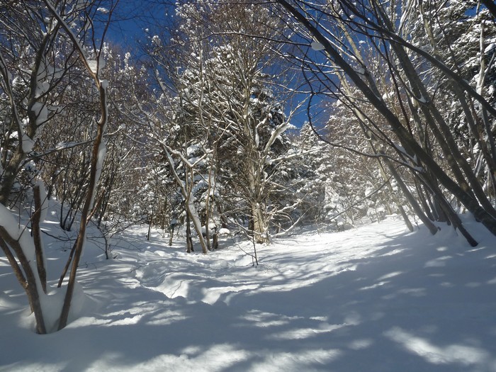 Couloir des Chênaies : Bon ski dans cette large trouée providentielle.