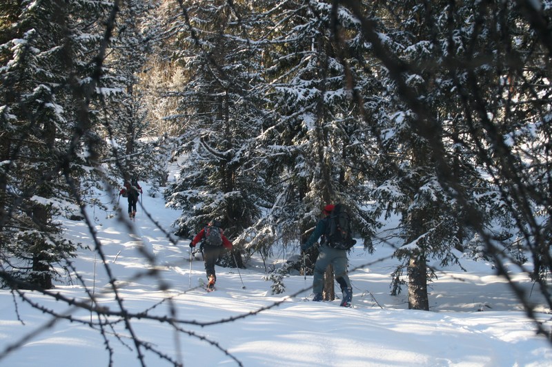 Ambiance Queyras : une des rares clairières