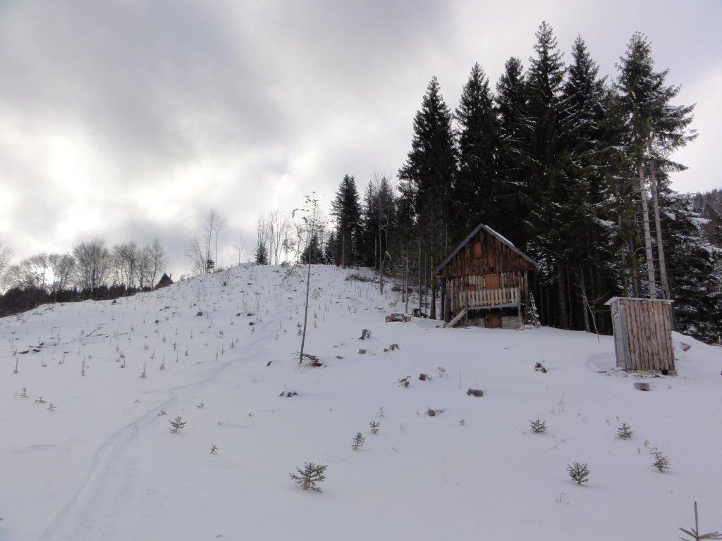trace cabane : Traces dans pépinières
