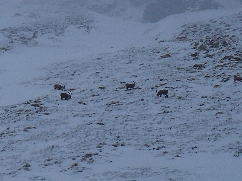 bouquetins : Une cinquantaine de Bouquetins sur la face Sud de la Dent d'Oche.
Recherche désepérément de quoi se nourrir !