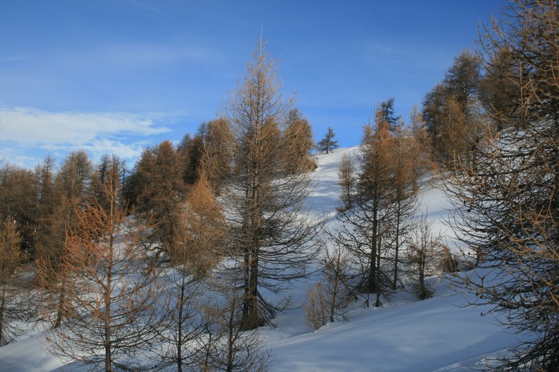 Le mélézin du bois de Peyrola