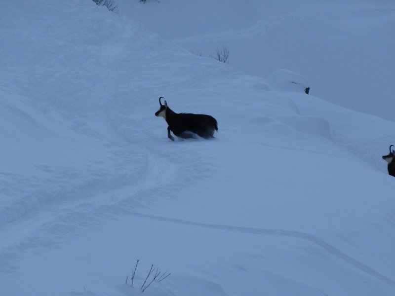 Val Ferret : Chamois vers les Ars