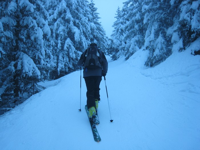 La forêt : La neige sur les sapins ne fond pas !
