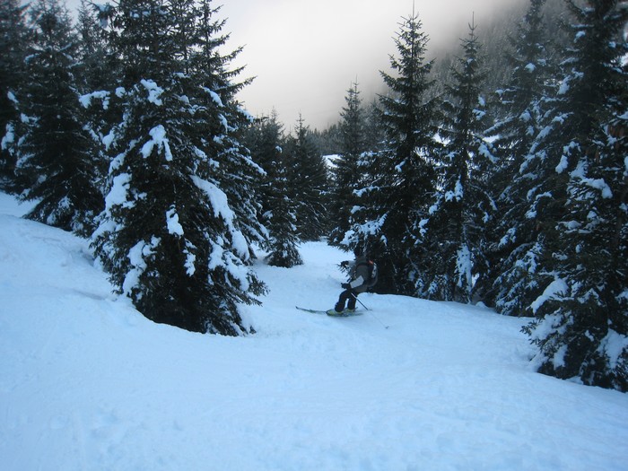 Retour tranquille : Bon ski dans la forêt