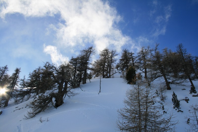 Vieux mélèzes : qui ornent les pentes sous l'arête NE