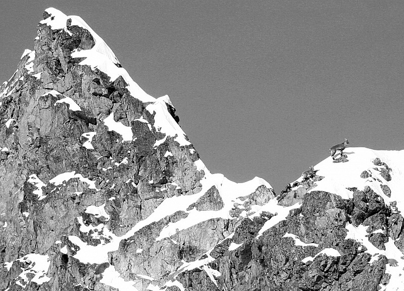 col de Beugeant : les bouquetins dans l'accès au col (bonnes marches)