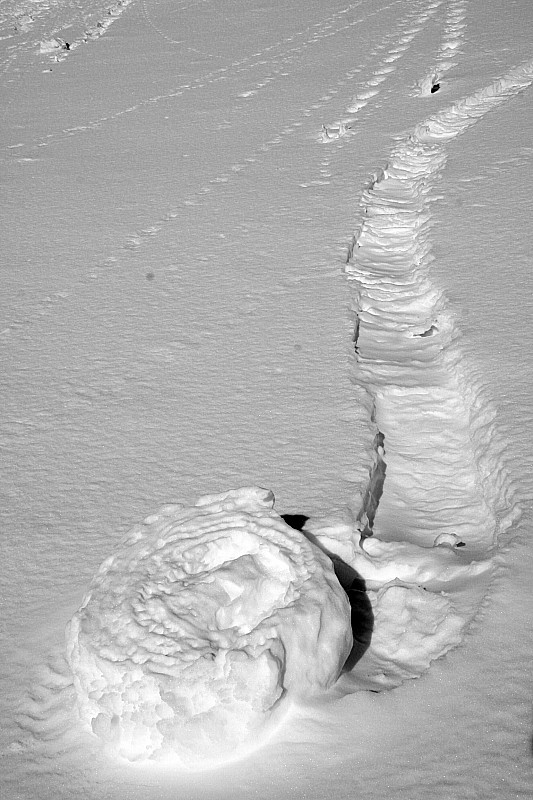 col de Beugeant : les escargots du mois de janvier 2011