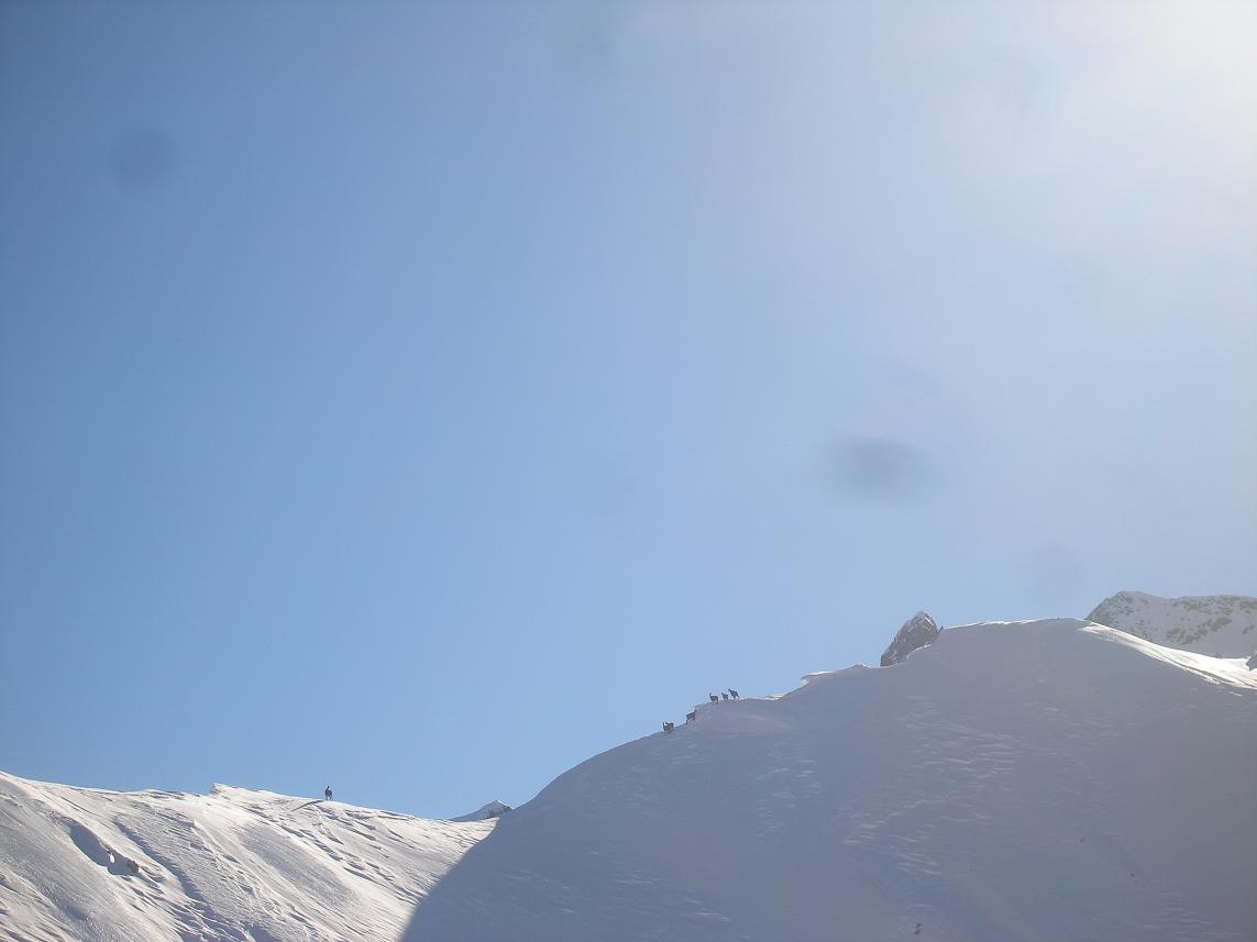 chamois : eux aussi semblent heureux!