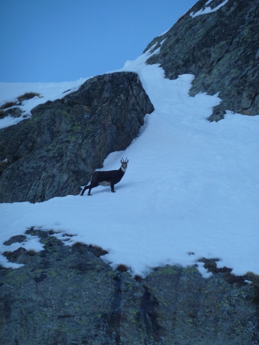 Le chamois du jour : très farouche comme d'hab