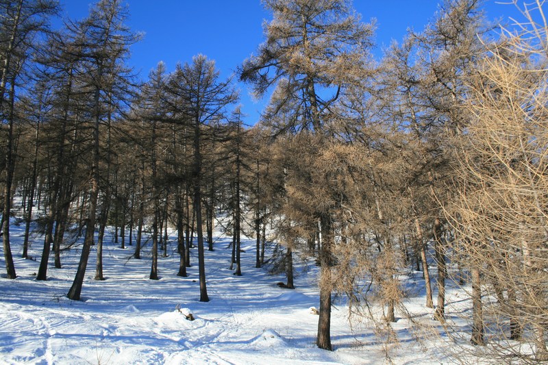 Dans le mélézin : il fait chaud, mais la neige reste froide.