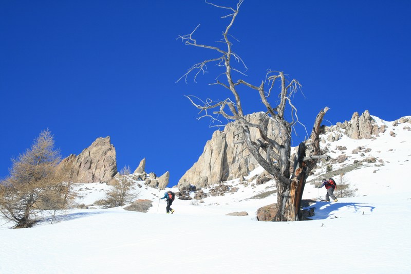 Le vieil arbre prend la pause : devant la crête de Balari.
