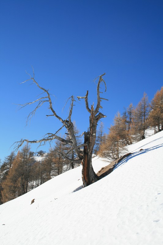 Le vieil arbre : bis.