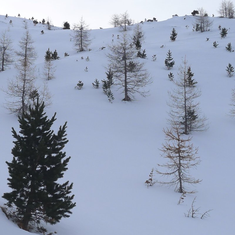 Les arbres à couleurs : au dessus des chalets de Pelouse