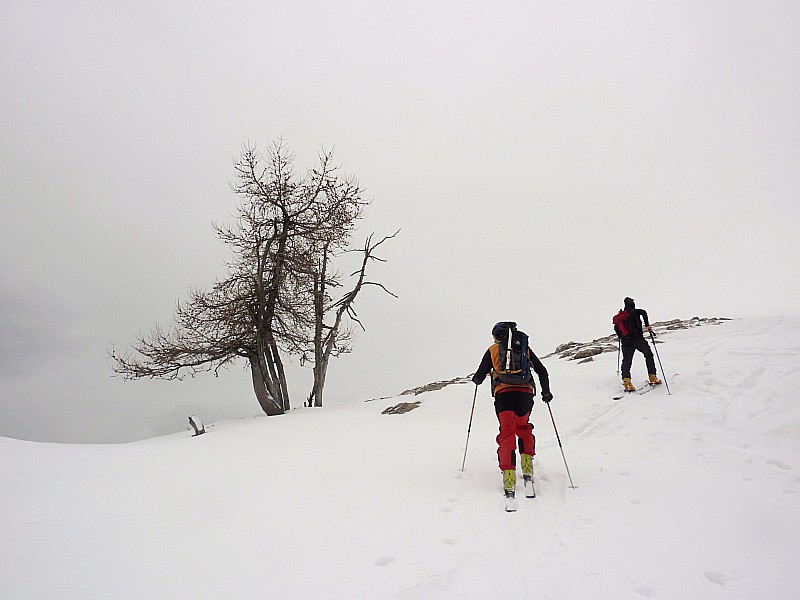 derniers mélèzes : Le sommet est tout proche.