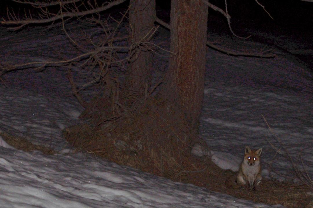 Renard de Chiapili : Magnifique renard du Grand Paradis. 7h du matin, assis sous son mélèze, et dans la chaleur (et le mimétisme) de ses aiguilles rousses. Une noblesse silencieuse.