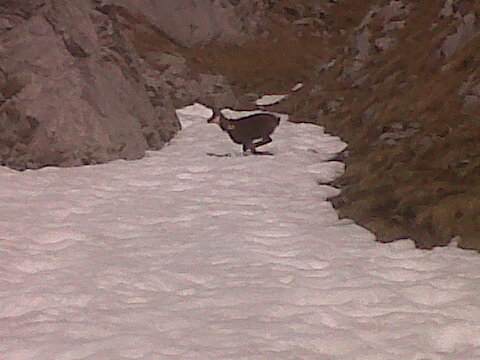 Chamois : Un des gardiens du couloir