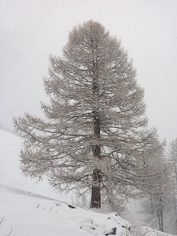 auprès de mon arbre..... : Il neige toujours.