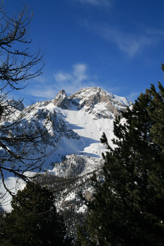 Dans le bois de Jalavez : pointe de Saume
