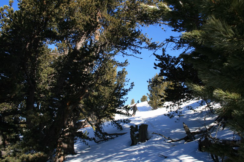 Dans le bois de Jalavez : des pins cembros multi centenaires.