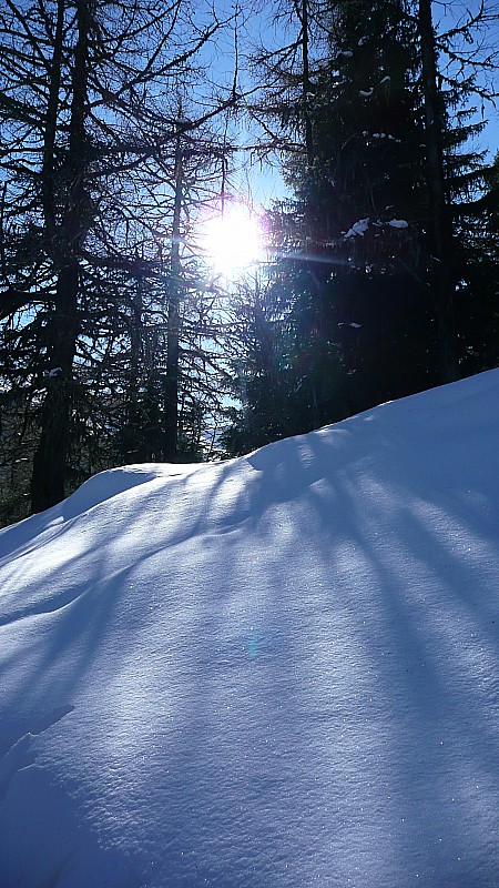 Bientôt sortis de la forêt : Vers 1800m d'altitude