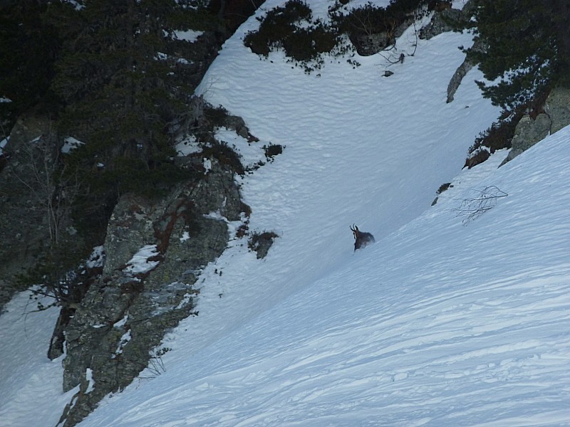 Le chamois : surpris, il détale à 4 pattes