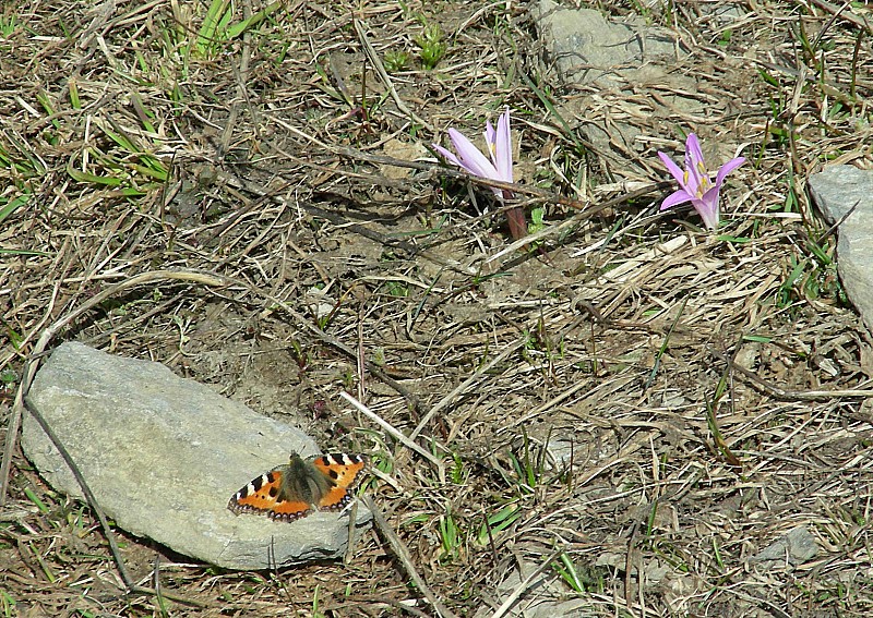 Papillon et Crocus à la Saulce : Au déchaussage
La saison va ptêtre pas durer encore très longtemps... (croisé aussi un lézard un peu plus bas!)