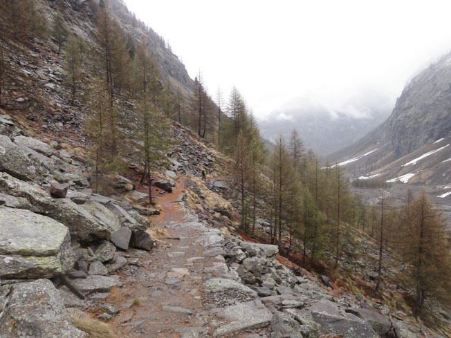 joli bois : douceur des aiguilles de mélèzes