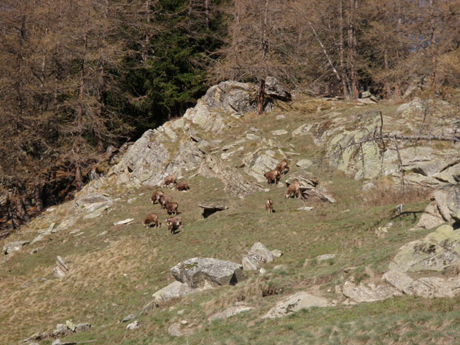 pas farouches : chamois en masse