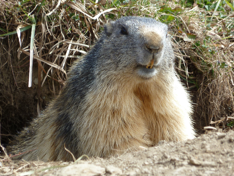 Marmotte : Un animal bien sympathique nous accueille à 2 pas du refuge !