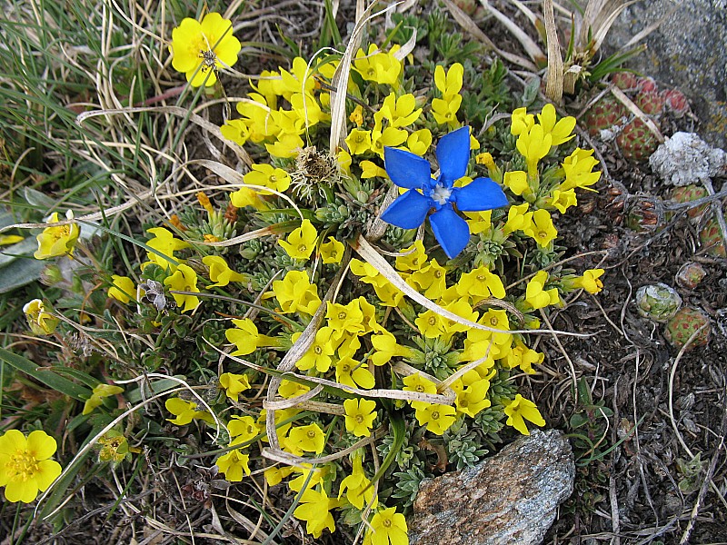 Col de la Bessanèse : Fait un 25 mai 2009, les fleurs étaient encore bien recouvertes de neige !