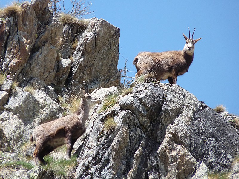 A la prochaine. : Les chamois.