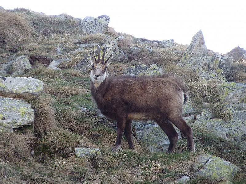 Un chamois. : Un peu pelé!