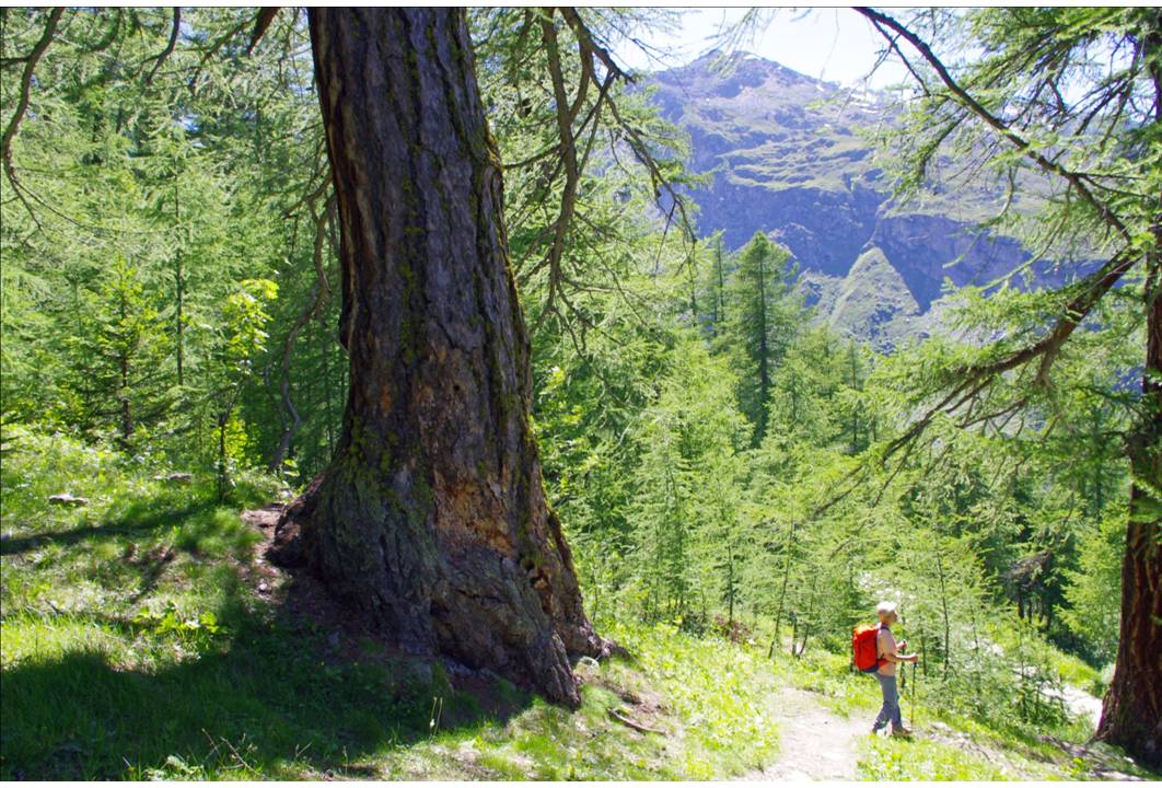500 ans nous contemplent : Une sortie à la G-R... c'est nécessairement, une montée et une descente, à travers le bois d'Usselières... une forêt de mélèzes que l'on franchit bouche bé... l'homme y est hors d'échelle!