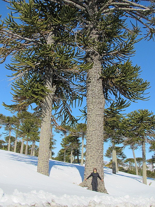 Araucaria : Auraucaria : conifère endémique du Chili vivant plus de 1000 ans et dont le diamètre du tronc peut dépasser les 2m