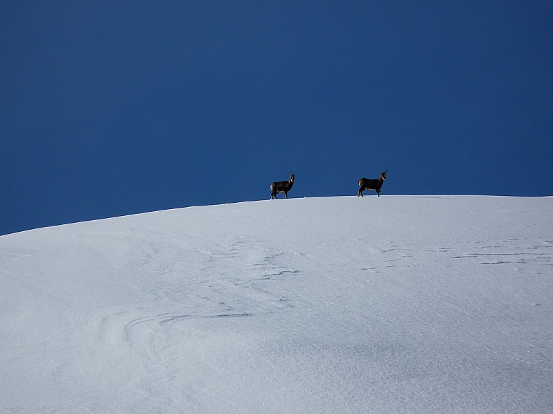 Isards : Ils sont restés un moment à nous regarder.