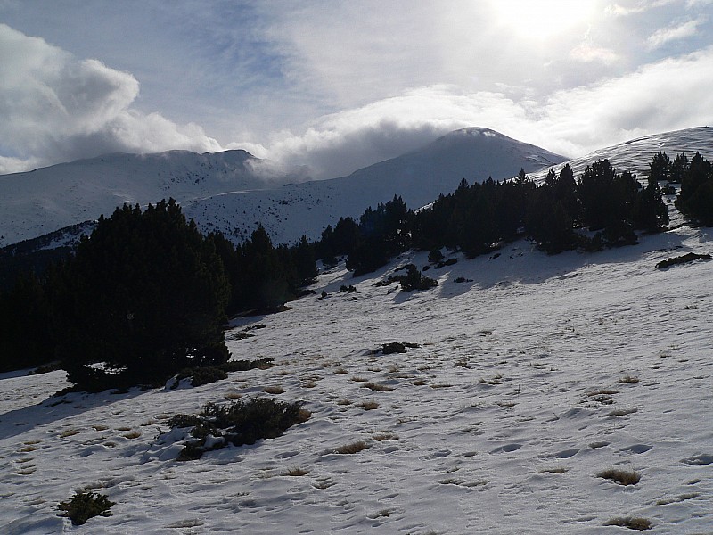 Puigmal de Llo : A la sortie de la forêt .