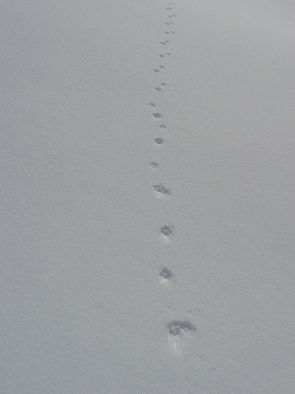 Traces dans la neige : à pas de loups ?