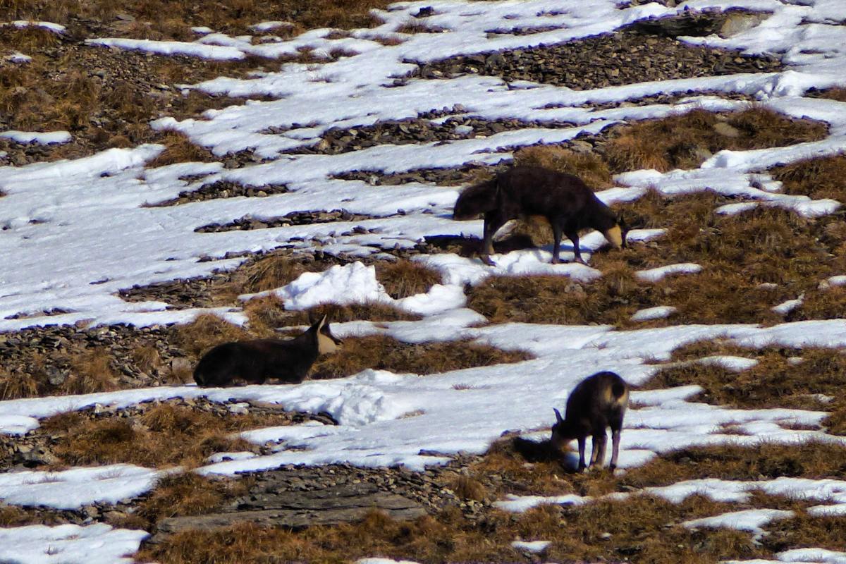 #2 Sous la Grande Sassière : Il y en a partout ... Sous la Grande Sassière : Il y en a partout ...