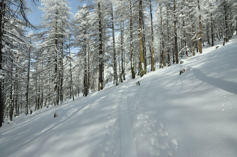 La Platte : Belle trace de montée dans les mélèzes.