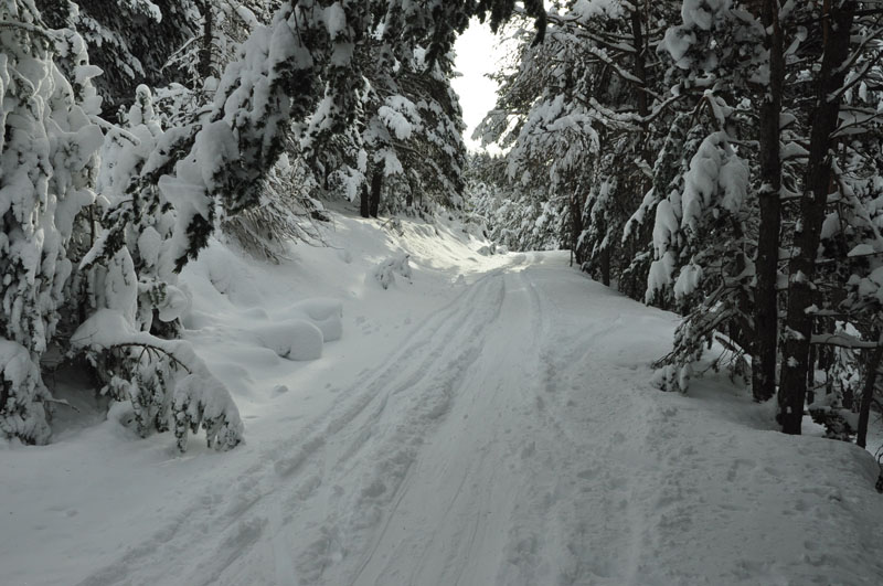 La Platte : Bien suivre la piste dans la pinède. Bonne trace.