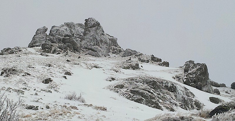 Chamois : 2ème groupe de chamois, en remontant vers le col de la Cabane.