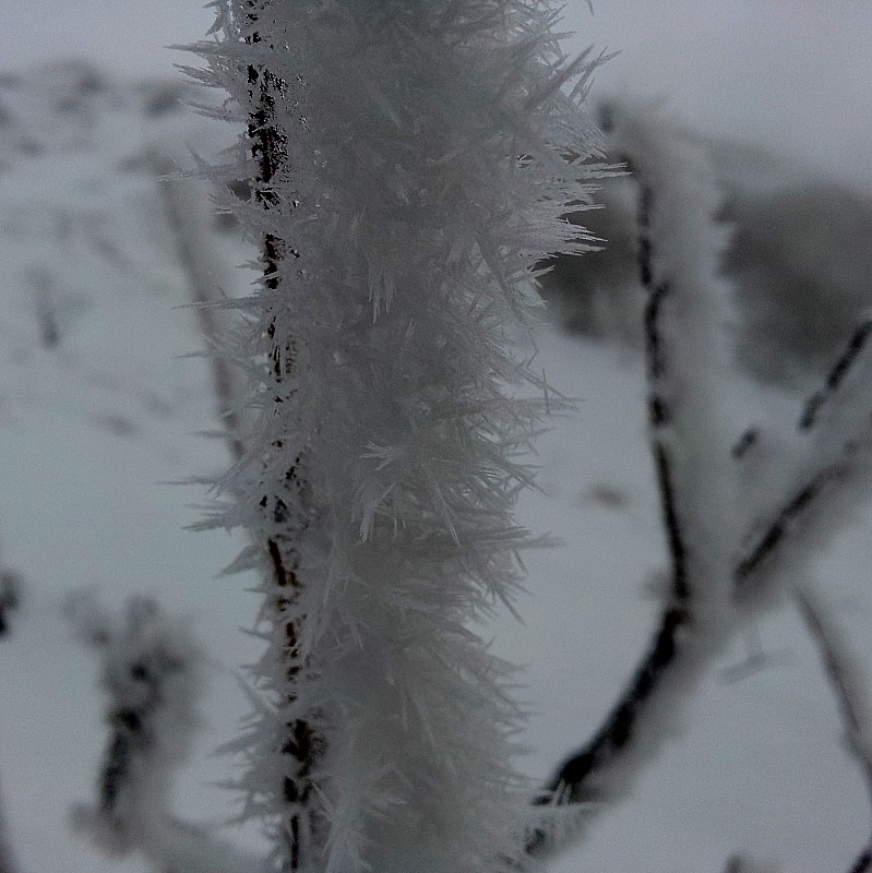 Effets du givre : une parmi l'infinité des formes que peuvent prendre neige, givre et glace...