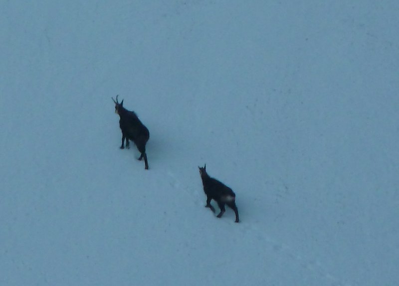 Chamois : A la sortie des Eparres