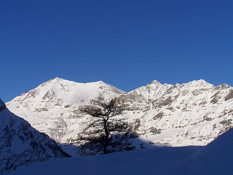 Ouille Allegra : Mélèze sur fond de Vanoise.