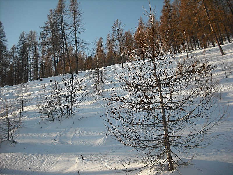 Tête de Fouran 28/12/2011 : Forêt de Mélèzes