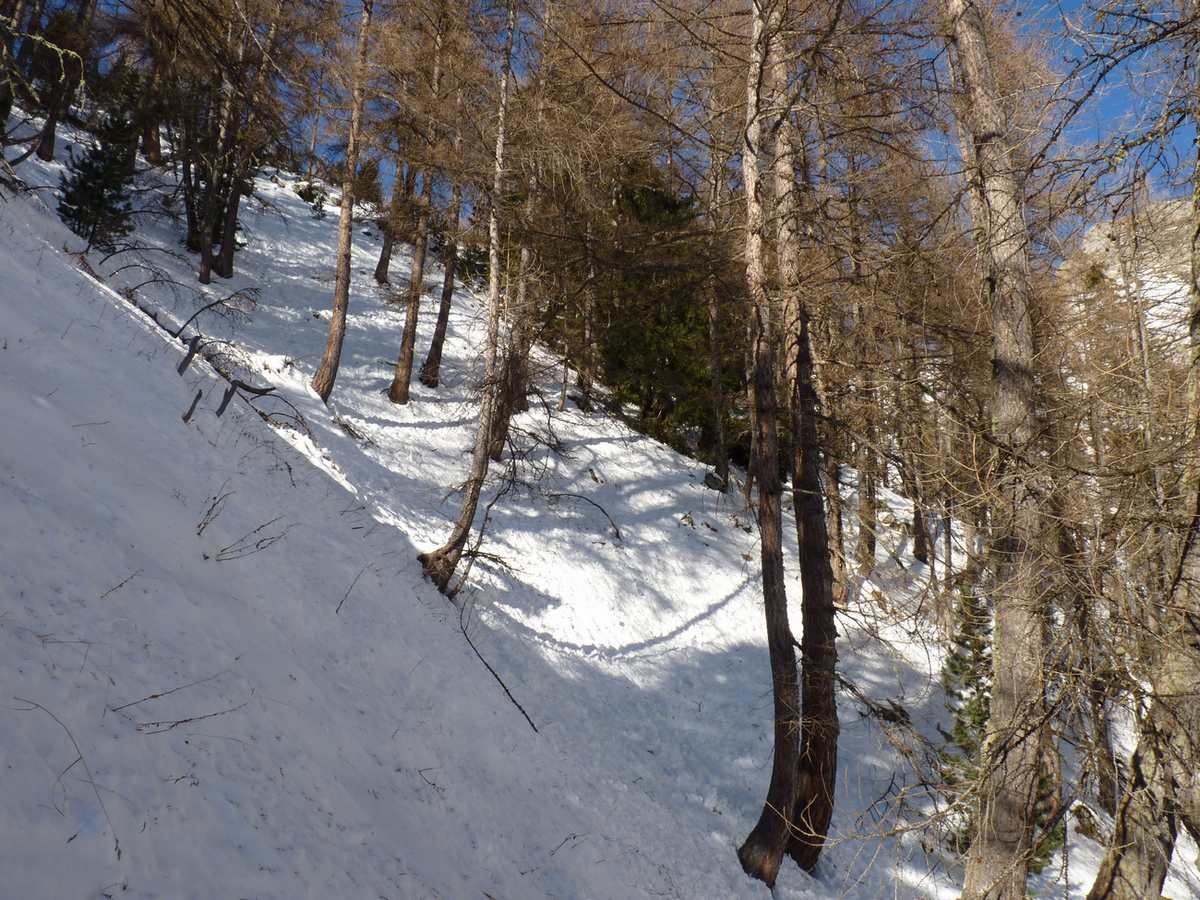 Pente dans la forêt : Densité de la forêt sous les cabanes