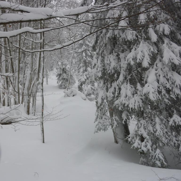 Forêt : Forêt bien pleine et neige vierge